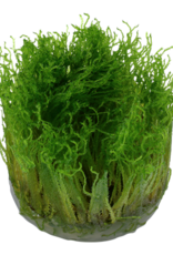 Tropica 1-2-GROW! Taxiphyllum 'Spiky'