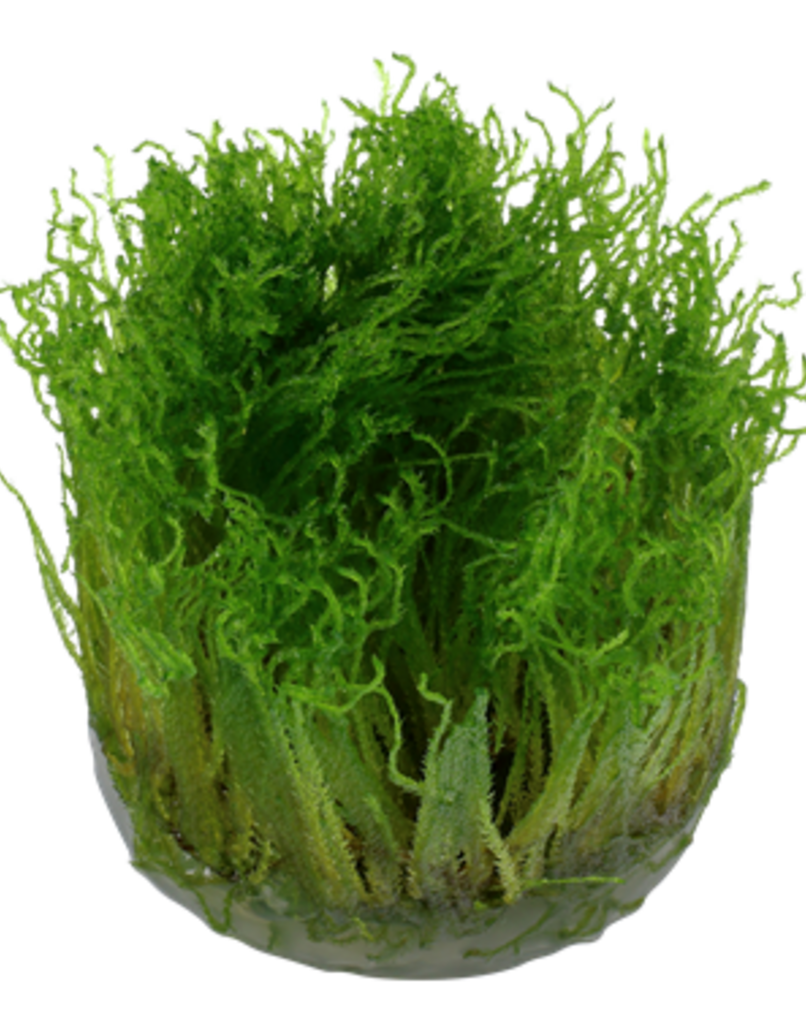 Tropica 1-2-GROW! Taxiphyllum 'Spiky'