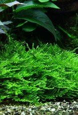 Tropica 1-2-GROW! Taxiphyllum 'Spiky'