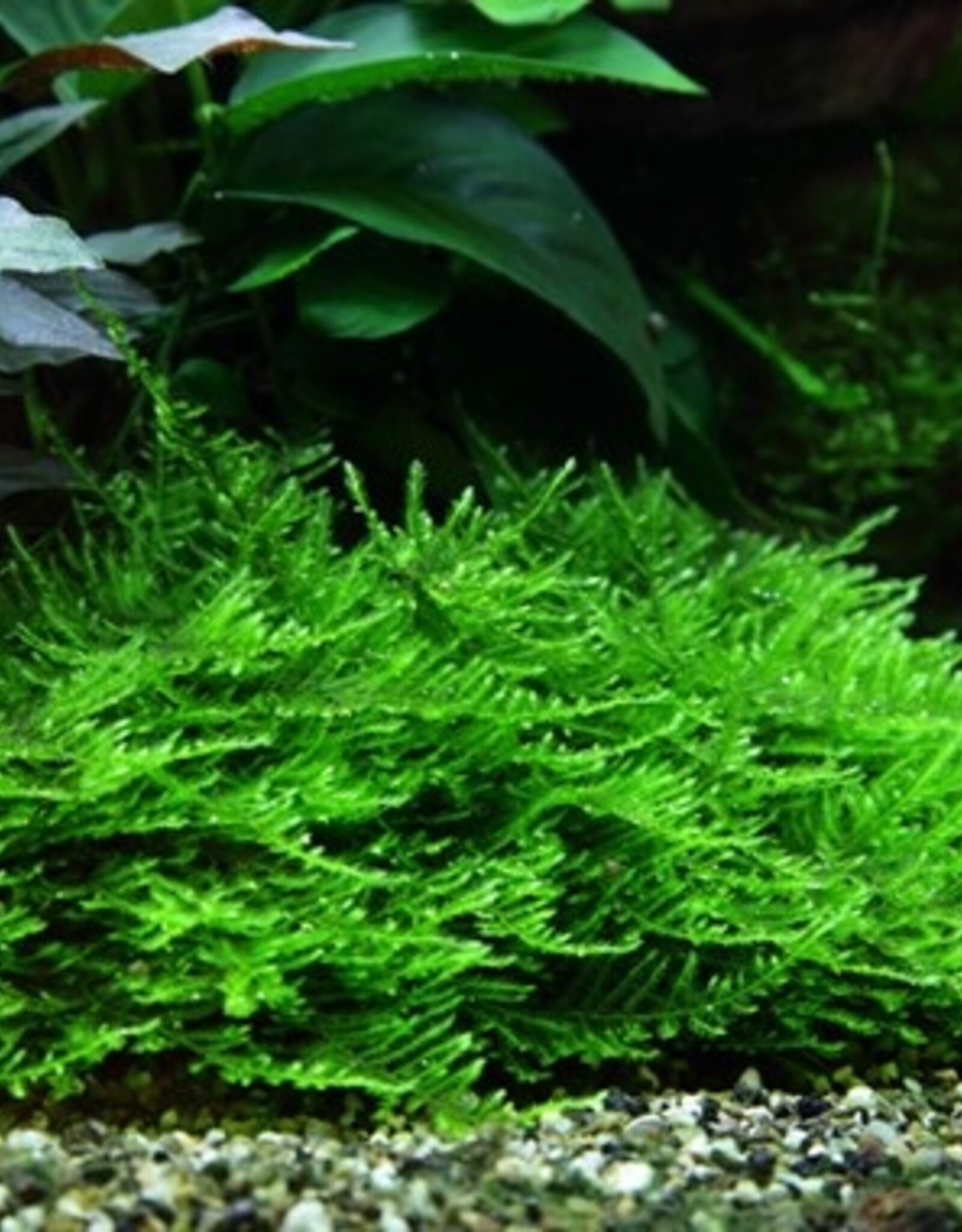 Tropica 1-2-GROW! Taxiphyllum 'Spiky'