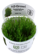 Tropica 1-2-GROW! Taxiphyllum alternans 'Taiwan Moss'
