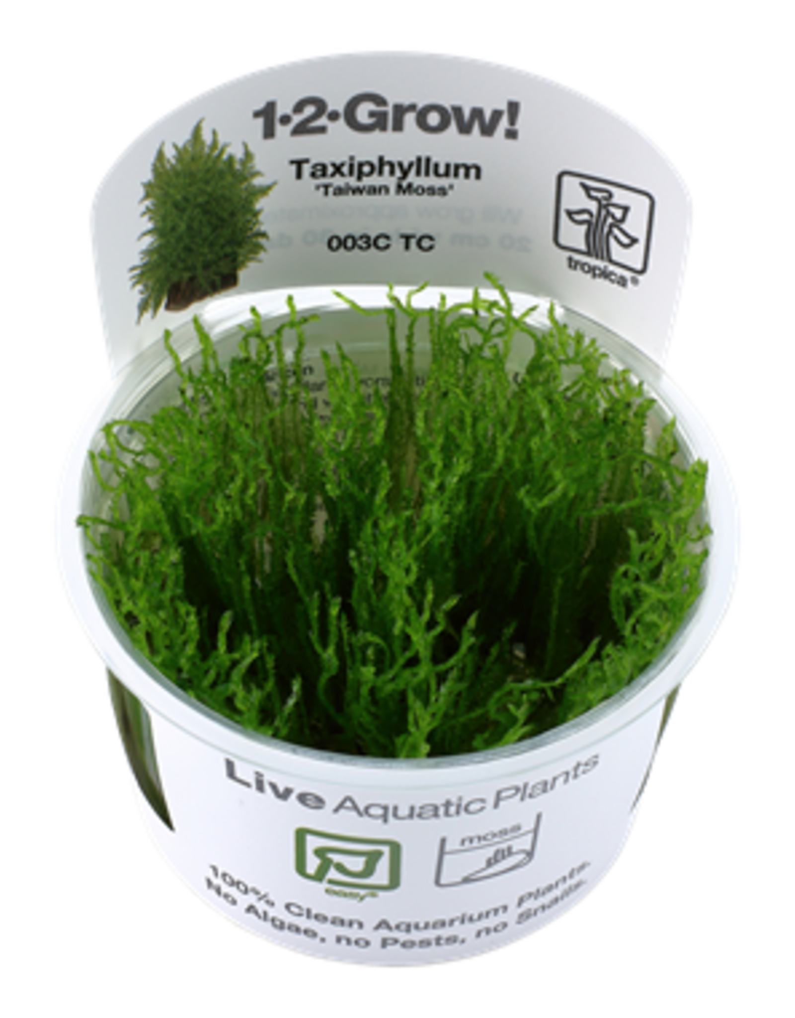 Tropica 1-2-GROW! Taxiphyllum alternans 'Taiwan Moss'