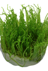 Tropica 1-2-GROW! Taxiphyllum alternans 'Taiwan Moss'
