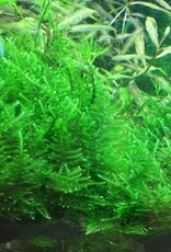 Tropica 1-2-GROW! Taxiphyllum alternans 'Taiwan Moss'
