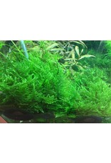 Tropica 1-2-GROW! Taxiphyllum alternans 'Taiwan Moss'