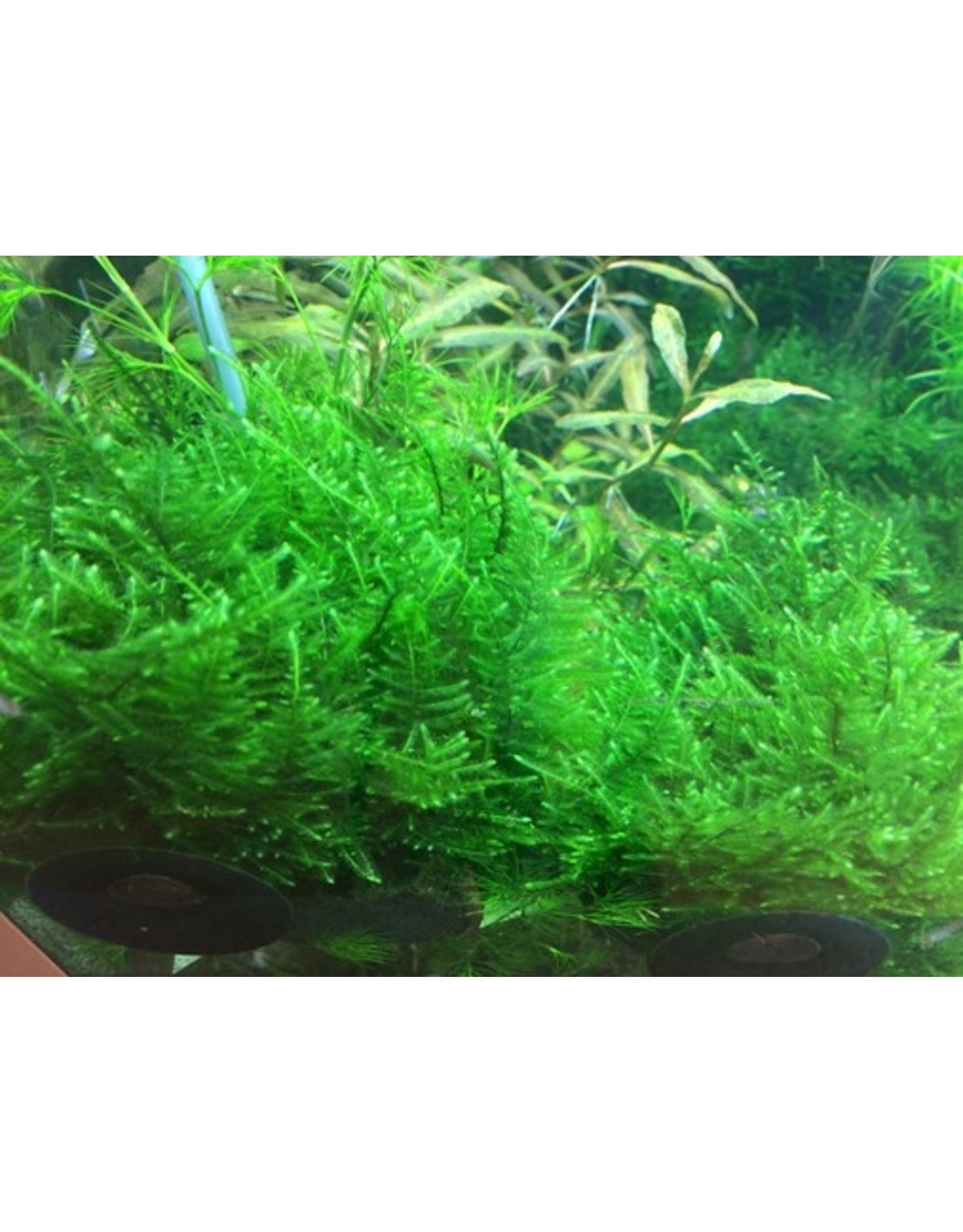 Tropica 1-2-GROW! Taxiphyllum alternans 'Taiwan Moss'