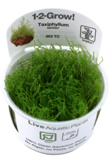 Tropica 1-2-GROW! Taxiphyllum barbieri