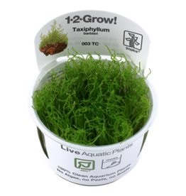 Tropica 1-2-GROW! Taxiphyllum barbieri