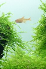 Tropica 1-2-GROW! Taxiphyllum barbieri