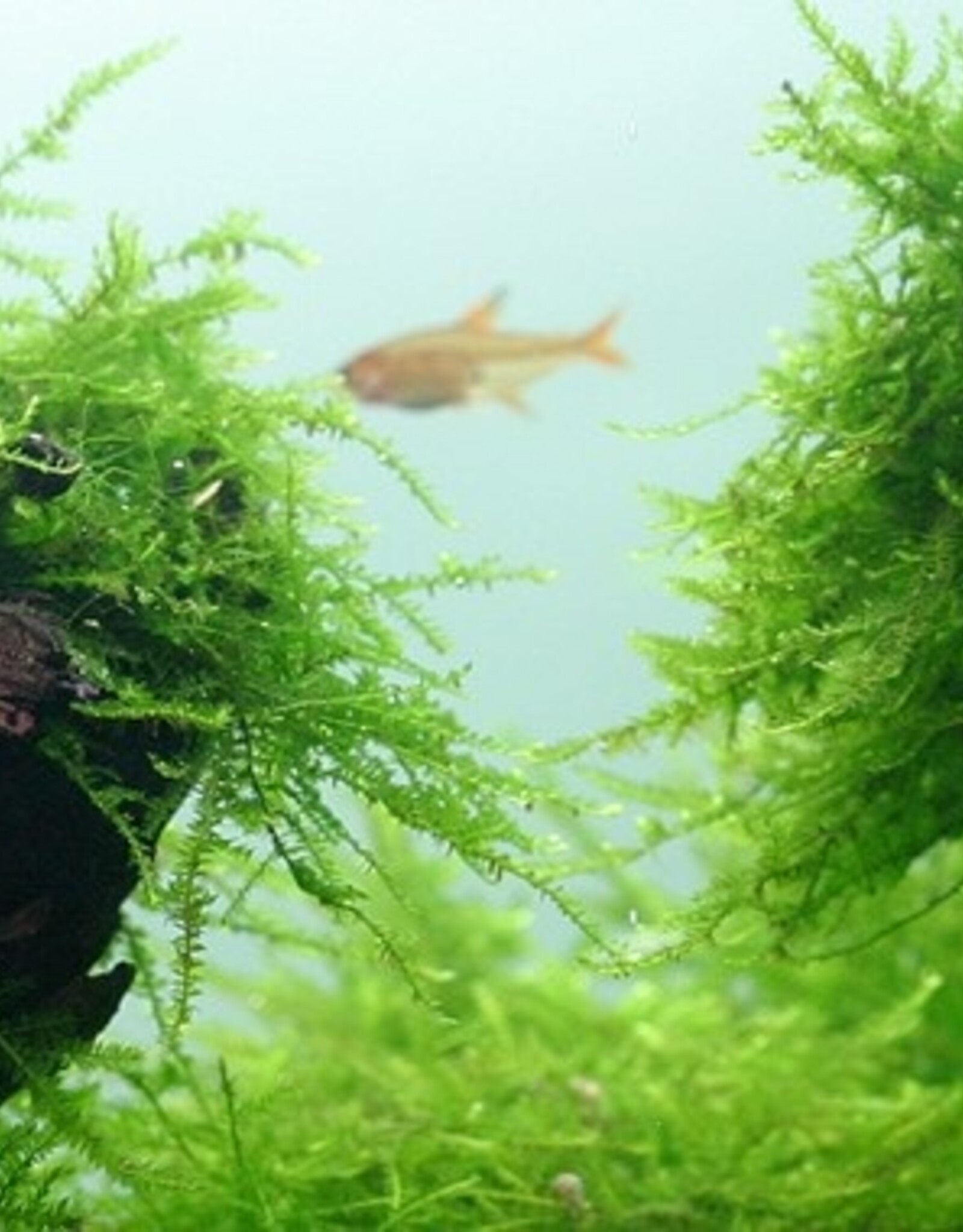 Tropica 1-2-GROW! Taxiphyllum barbieri