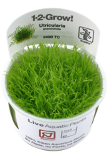 Tropica 1-2-GROW! Utricularia graminifolia