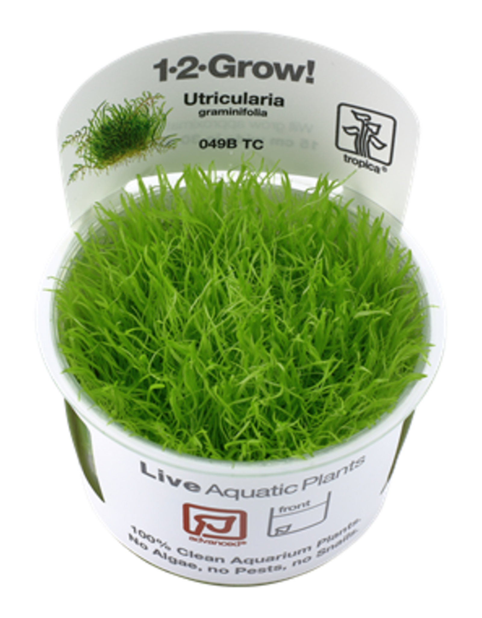 Tropica 1-2-GROW! Utricularia graminifolia