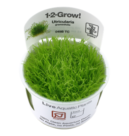 Tropica 1-2-GROW! Utricularia graminifolia