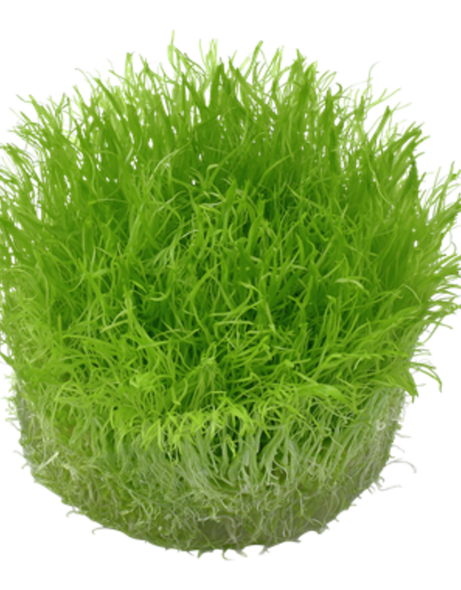 Tropica 1-2-GROW! Utricularia graminifolia