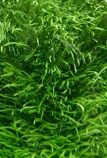 Tropica 1-2-GROW! Utricularia graminifolia