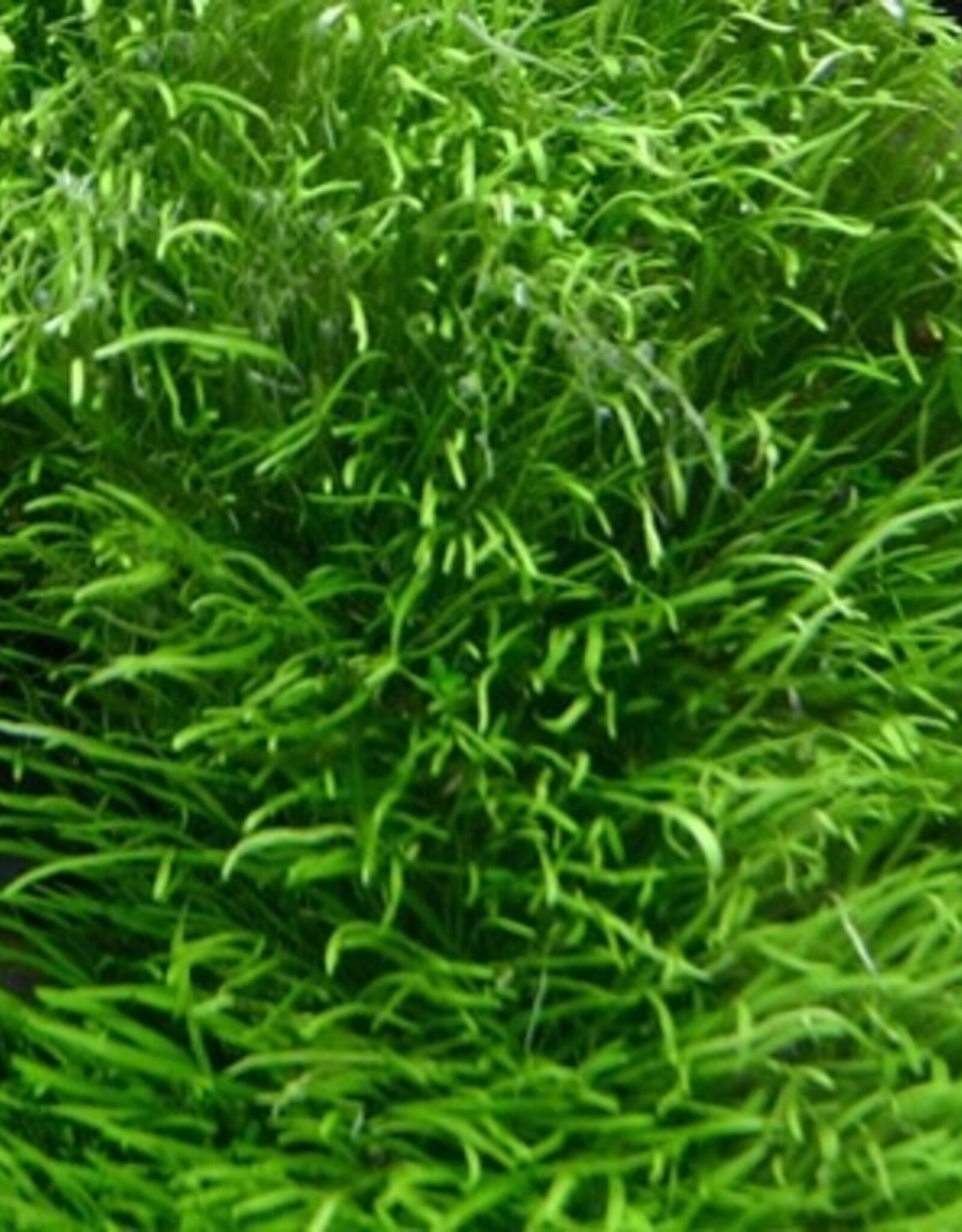 Tropica 1-2-GROW! Utricularia graminifolia