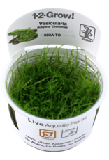 Tropica 1-2-GROW! Vesicularia dubyana 'Christmas'