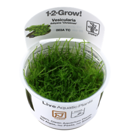 Tropica 1-2-GROW! Vesicularia dubyana 'Christmas'