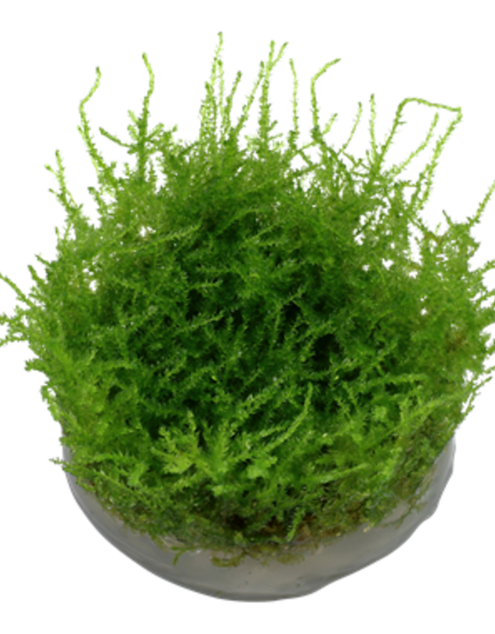 Tropica 1-2-GROW! Vesicularia dubyana 'Christmas'