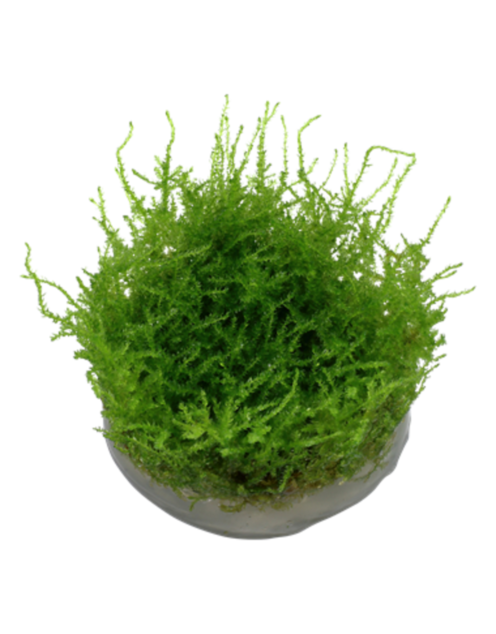 Tropica 1-2-GROW! Vesicularia dubyana 'Christmas'