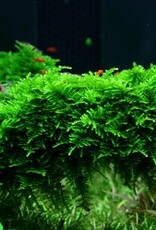 Tropica 1-2-GROW! Vesicularia dubyana 'Christmas'