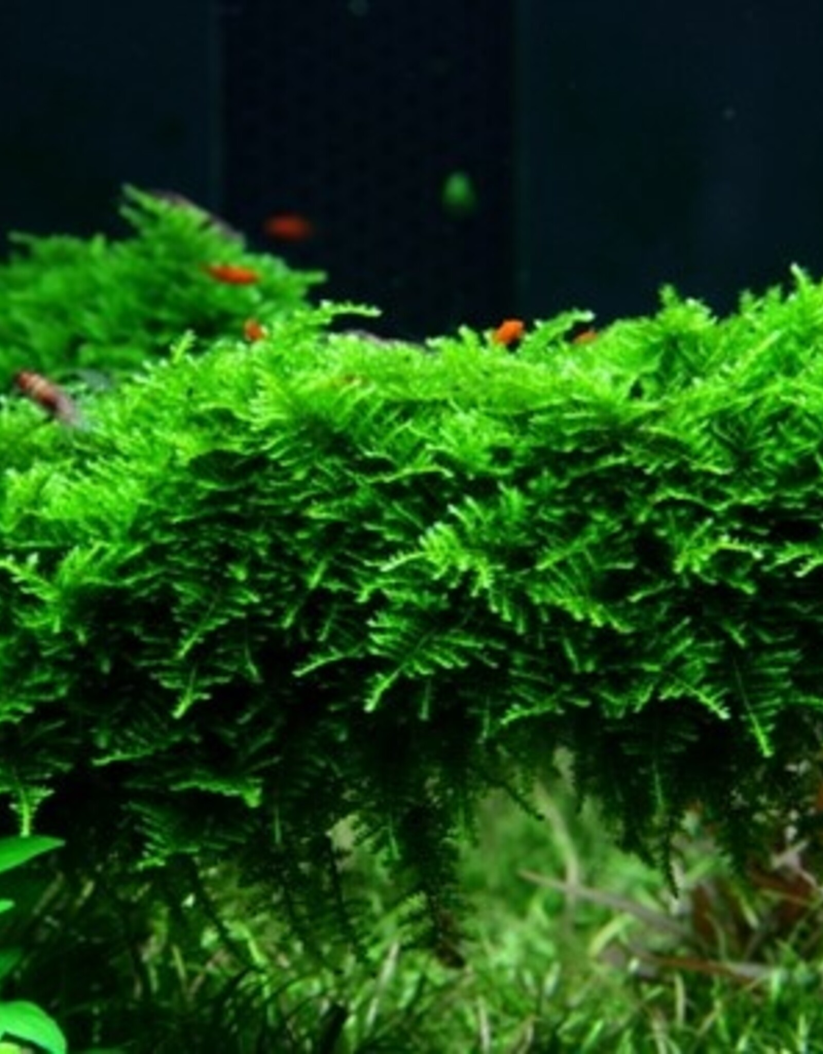 Tropica 1-2-GROW! Vesicularia dubyana 'Christmas'