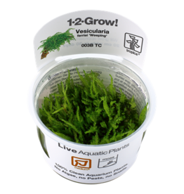 Tropica 1-2-GROW! Vesicularia ferriei 'Weeping'