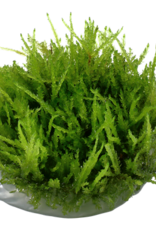 Tropica 1-2-GROW! Vesicularia ferriei 'Weeping'