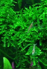 Tropica 1-2-GROW! Vesicularia ferriei 'Weeping'