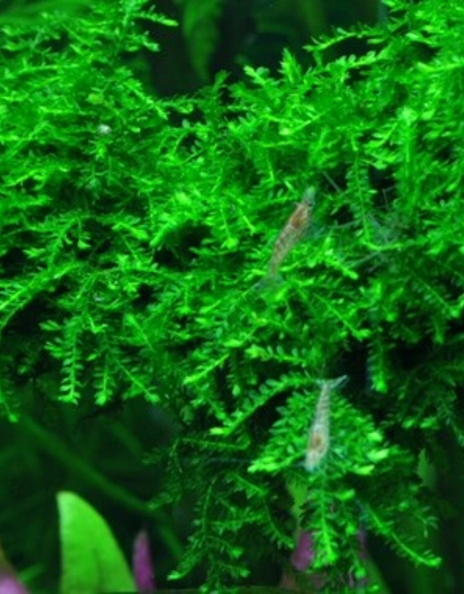 Tropica 1-2-GROW! Vesicularia ferriei 'Weeping'