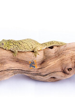 Aquaglobe Products AQUAGLOBE Grapevine Wood