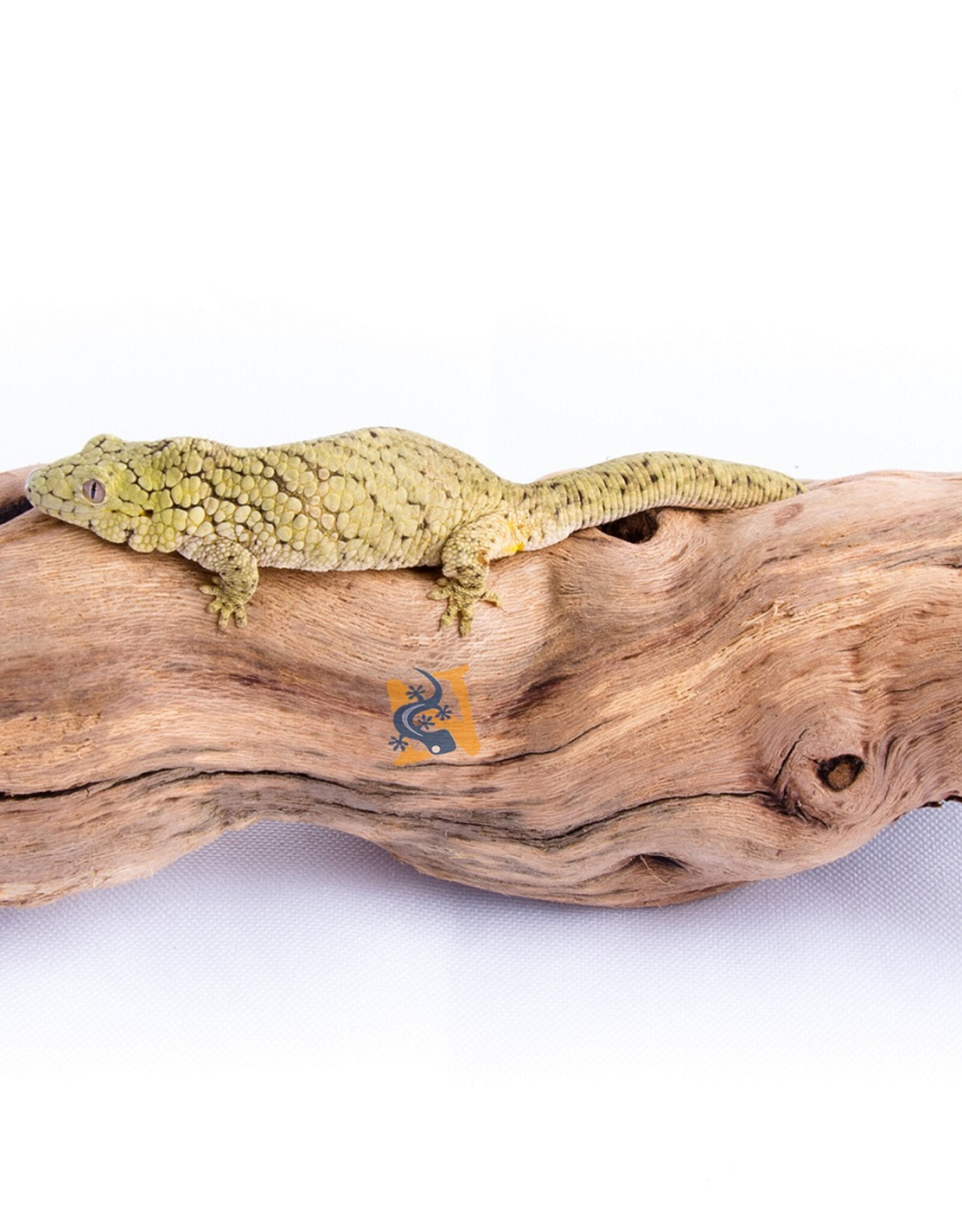 Aquaglobe Products AQUAGLOBE Grapevine Wood