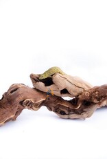 Aquaglobe Products AQUAGLOBE Grapevine Wood