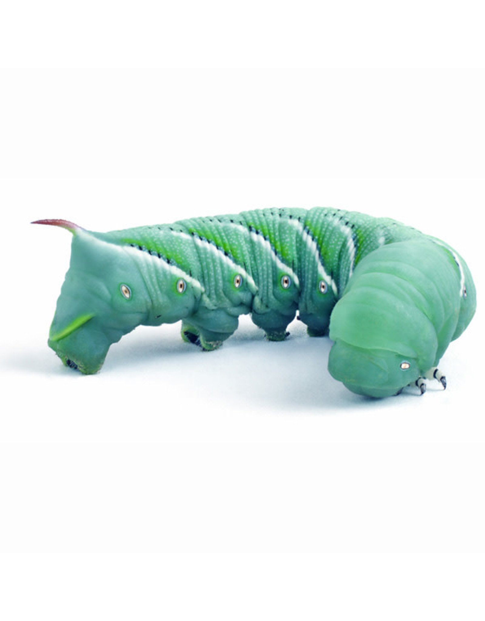 Cherry Creek Hornworms each