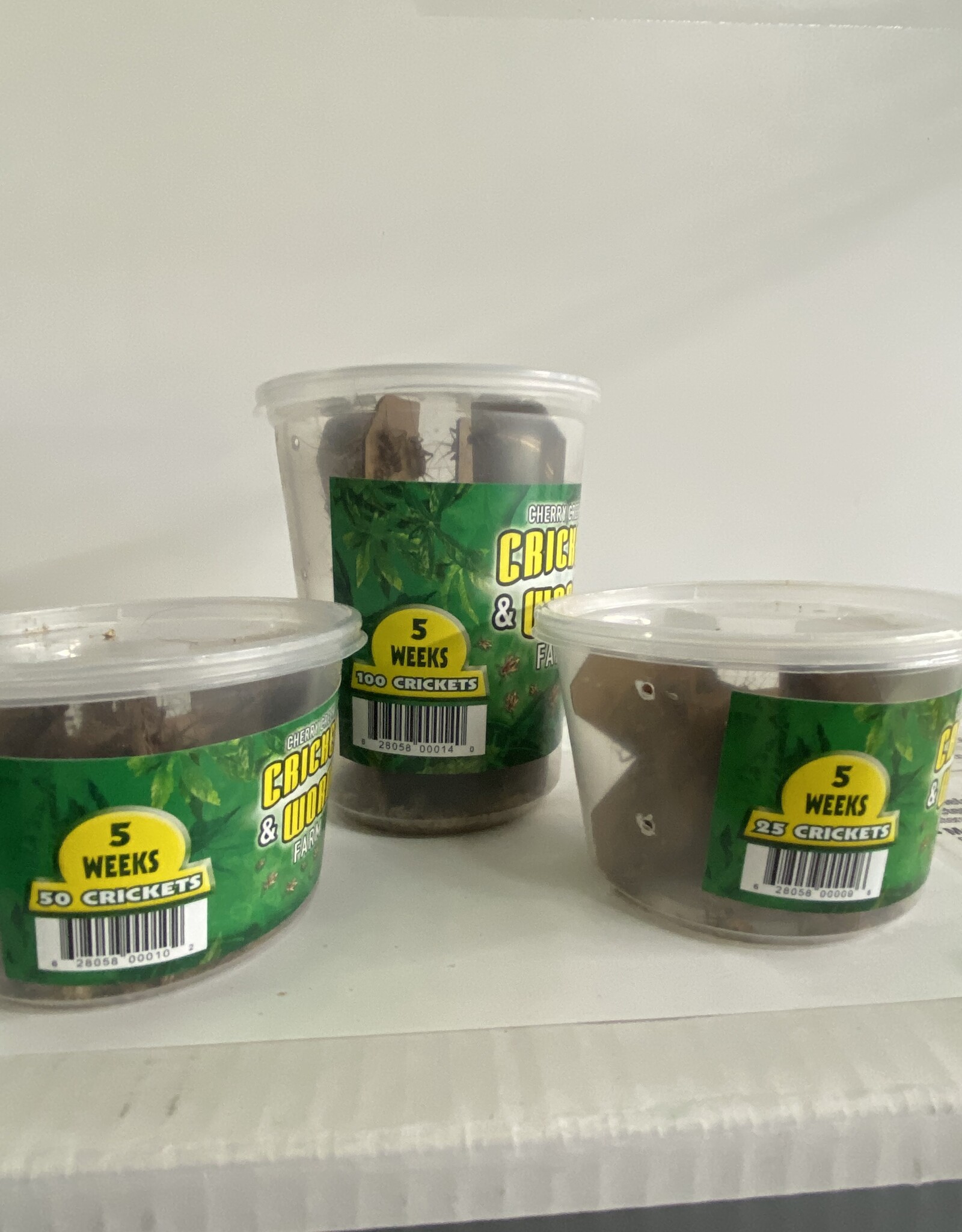 Cherry Creek Crickets - 5 Week (3/4)