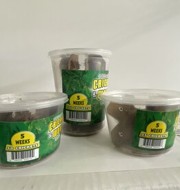 Cherry Creek Crickets - 5 Week