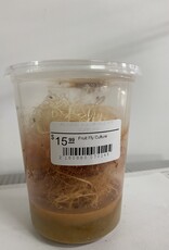 Cherry Creek Wingless Fruit Fly Culture