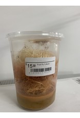 Cherry Creek Wingless Fruit Fly Culture
