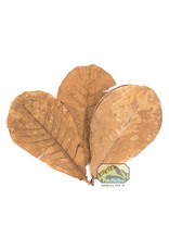 New Cal Pet NEWCAL Indian Almond Leaves Grade AAA (9"-11") 10 Pack