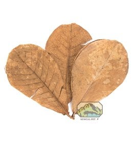 New Cal Pet NEW CAL Indian Almond Leaves Grade AAA (9"-11") 10 Pack
