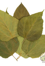 New Cal Pet NEWCAL Mulberry Leaves 5-8" 10pack