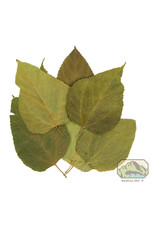 New Cal Pet NEWCAL Mulberry Leaves 5-8" 10pack
