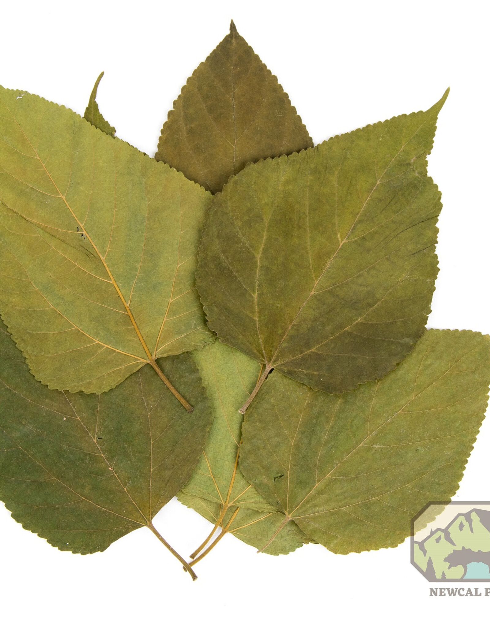New Cal Pet NEWCAL Mulberry Leaves 5-8" 10pack