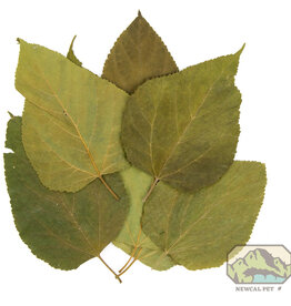 New Cal Pet NEWCAL Mulberry Leaves 5-8" 10pack