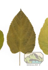 New Cal Pet NEWCAL Mulberry Leaves 5-8" 10pack