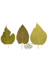 New Cal Pet NEWCAL Mulberry Leaves 5-8" 10pack