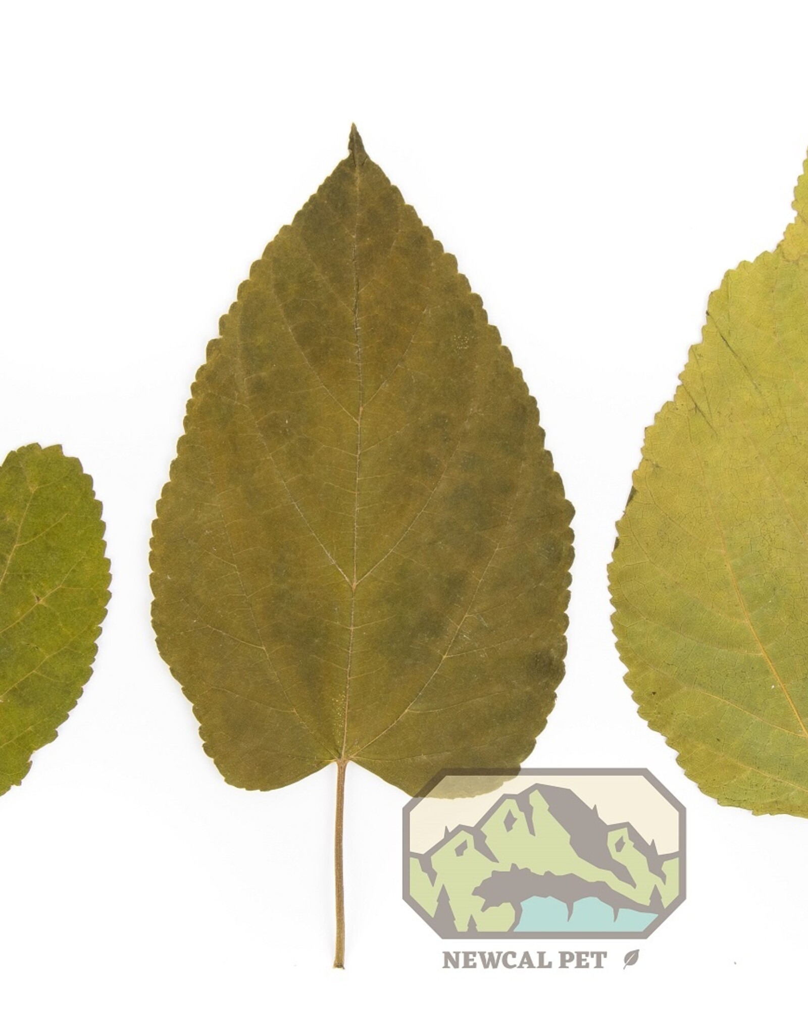 New Cal Pet NEWCAL Mulberry Leaves 5-8" 10pack