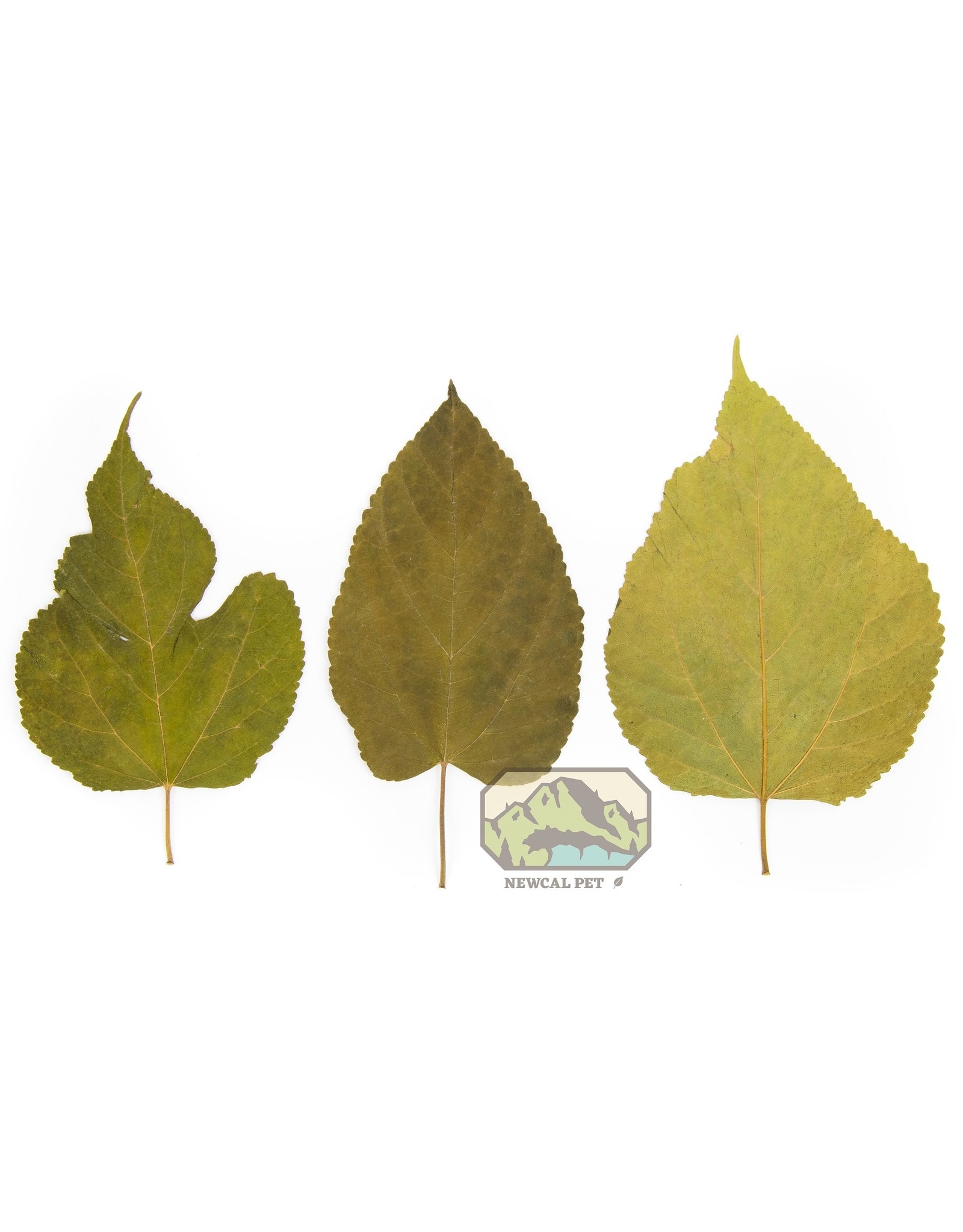 Mulberry Leaves – Aquatic Arts