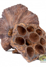 New Cal Pet NEWCAL Lotus Pods 4" 3pack