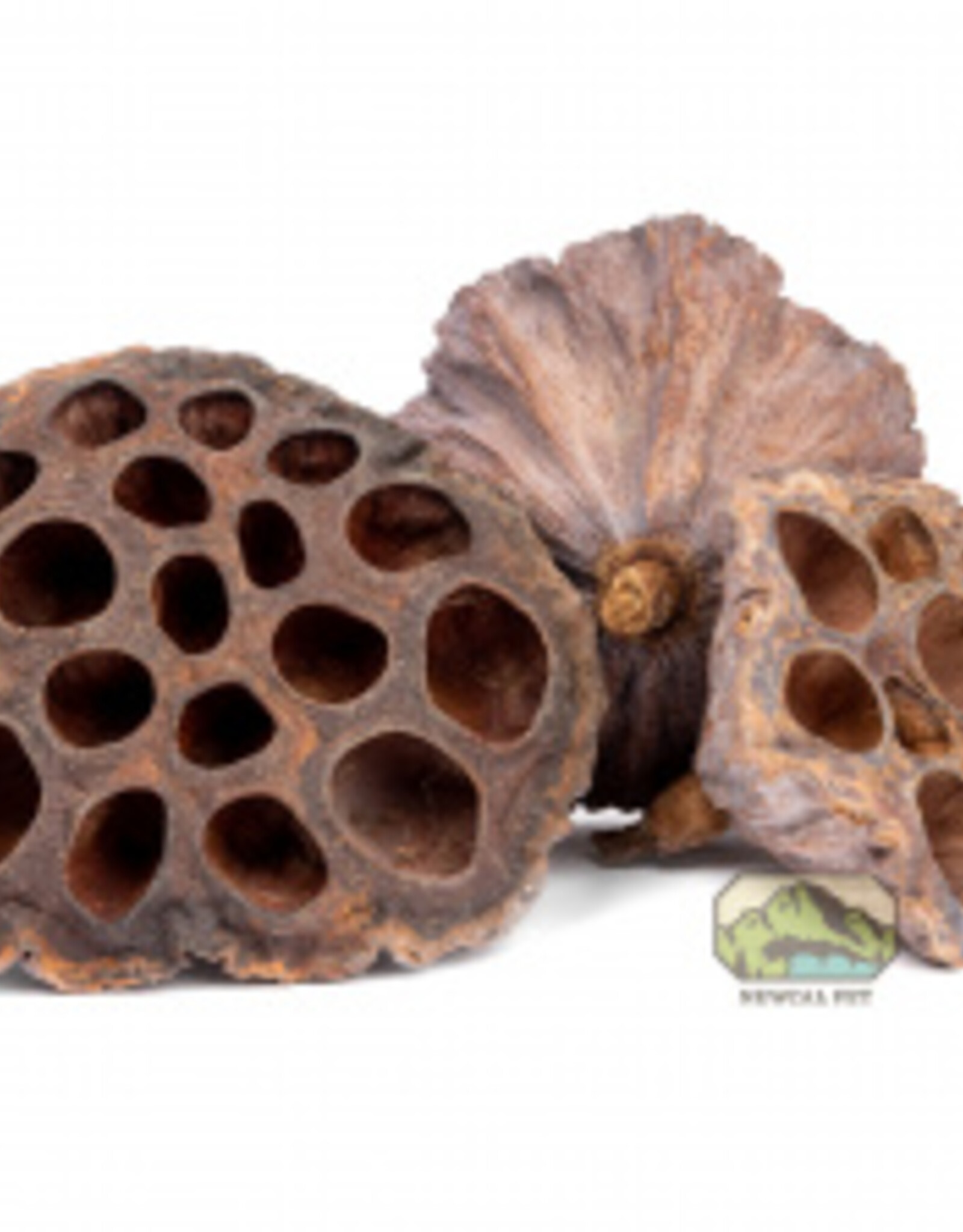 New Cal Pet NEWCAL Lotus Pods 4" 3pack